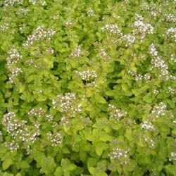 Origan doré 'Aureum' / Origanum vulgare Aureum